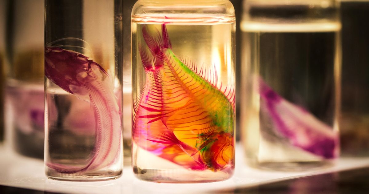 Preserved fish specimen in formaldehyde solution for scientific study, illustrating practical applications of this chemical education and science.