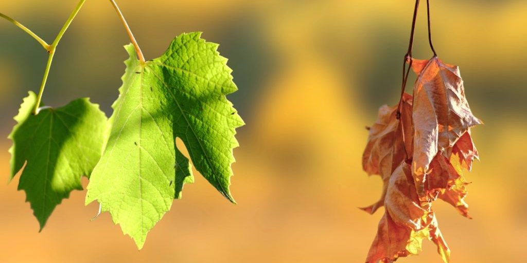 Close-up of vibrant green leaves next to withered brown ones, representing the role of a death doula in end-of-life care.